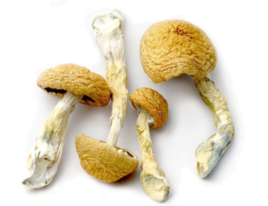 Golden Teacher Mushrooms