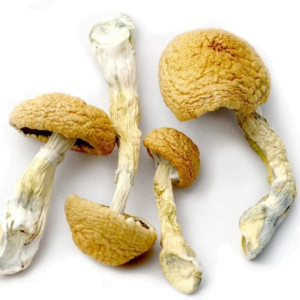 Golden Teacher Mushrooms