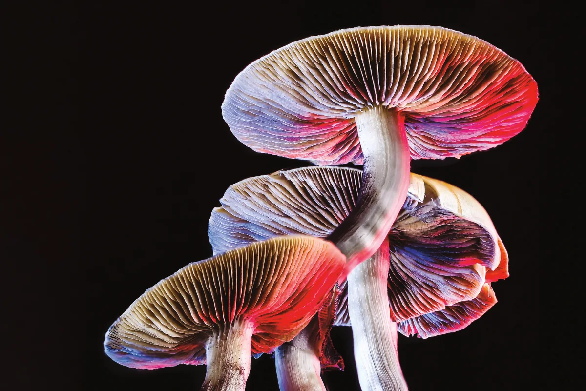 buy shrooms online